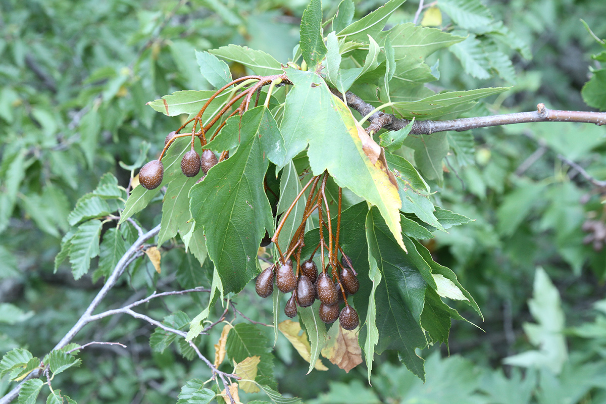 Изображение особи Sorbus torminalis.