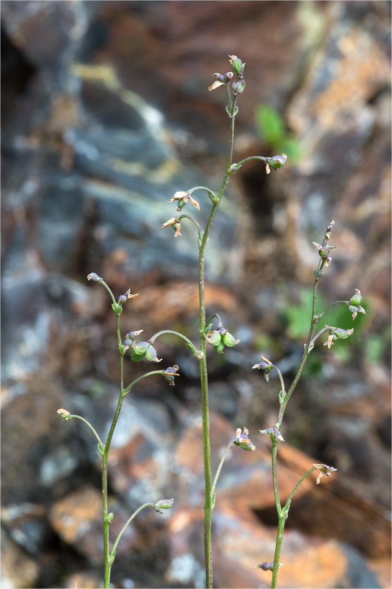 Image of Thalictrum alpinum specimen.