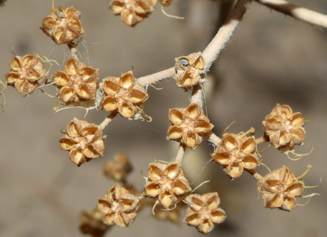 Image of genus Haplophyllum specimen.