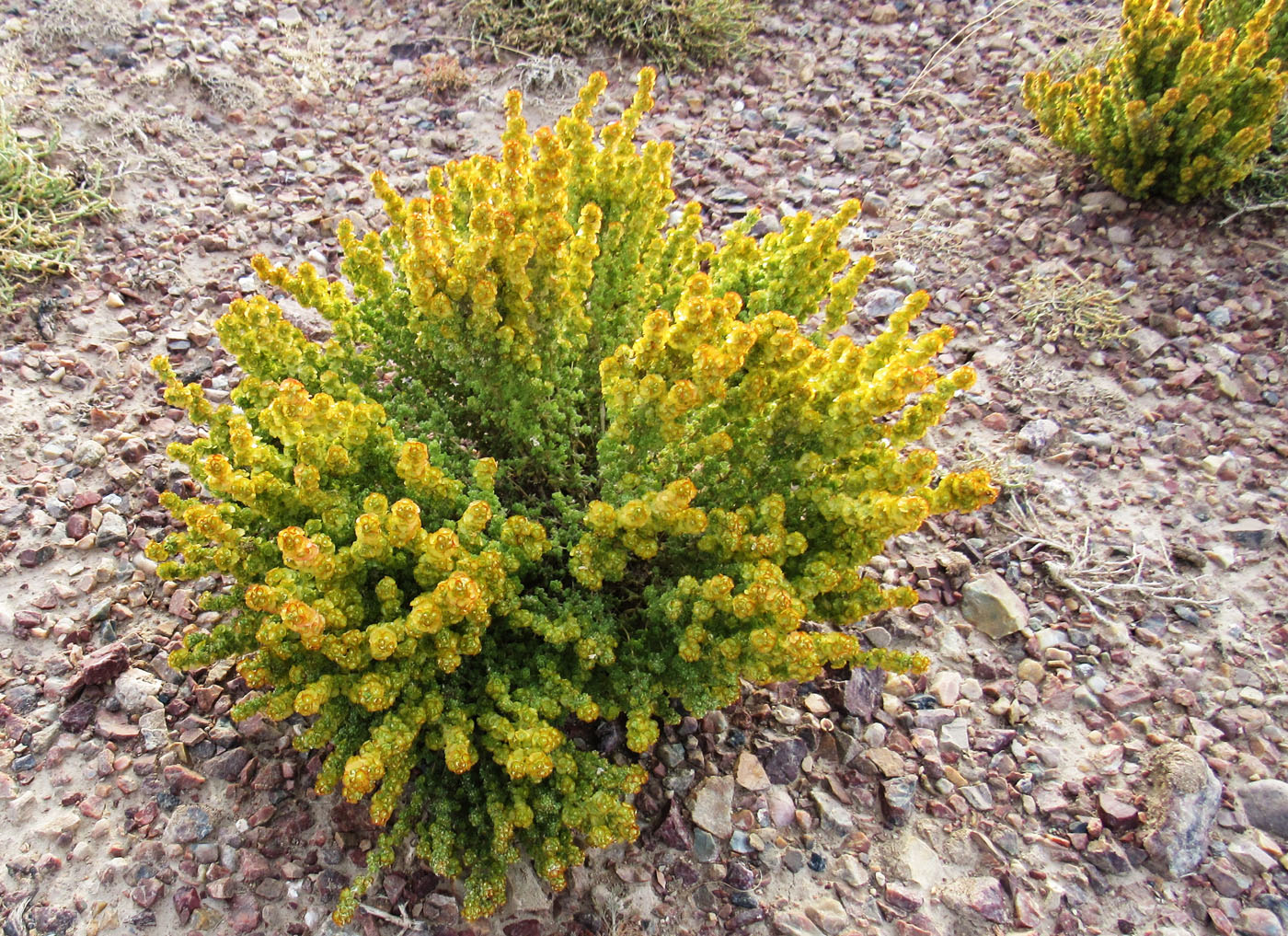 Image of Halogeton glomeratus specimen.