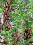 Astragalus marinus. Вскрывшиеся вызревшие соплодия и листья. Приморский край, Лазовский р-н, Лазовский заповедник, окр. кордона Америка, берег р. Киевка. 17.08.2009.