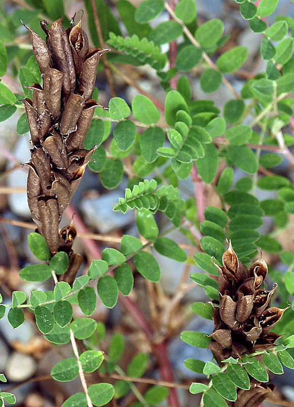 Изображение особи род Astragalus.