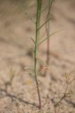 Linaria odora