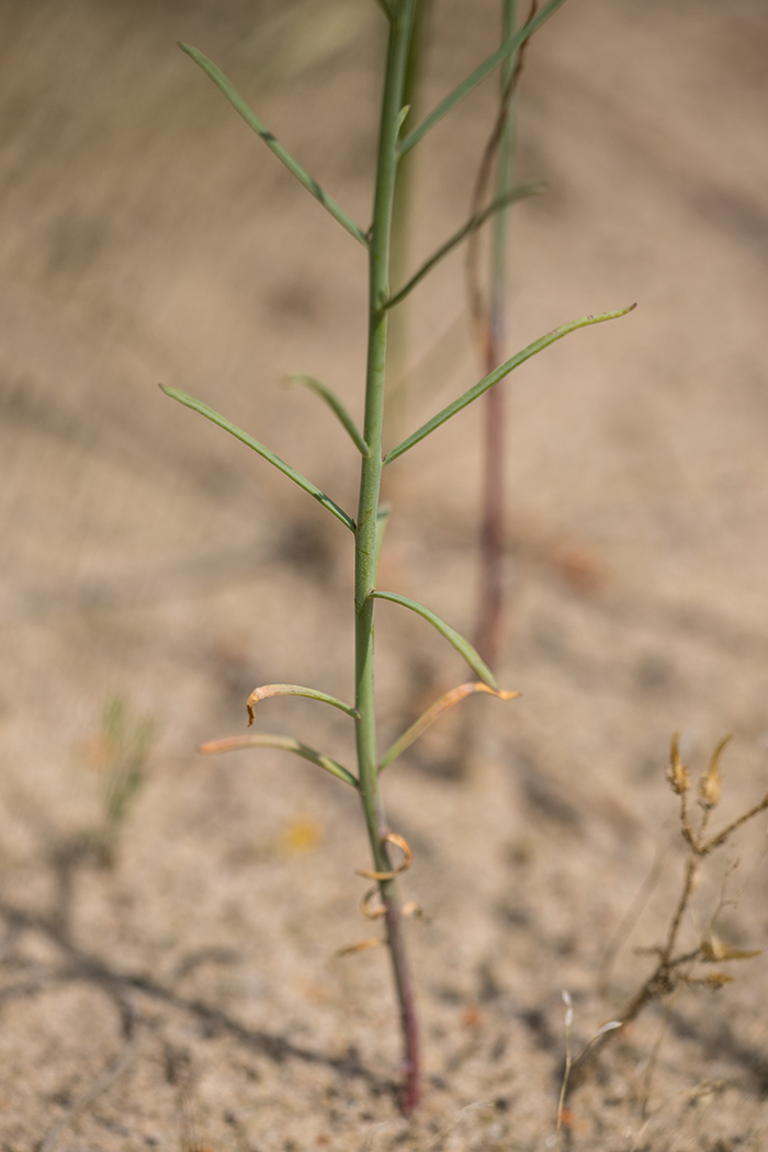 Image of Linaria odora specimen.