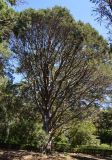 Cupressus guadalupensis