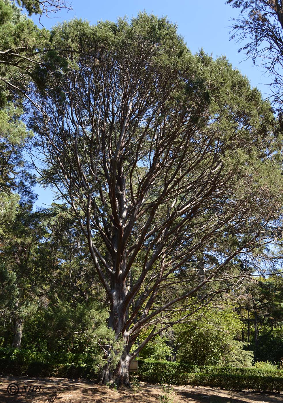 Image of Cupressus guadalupensis specimen.