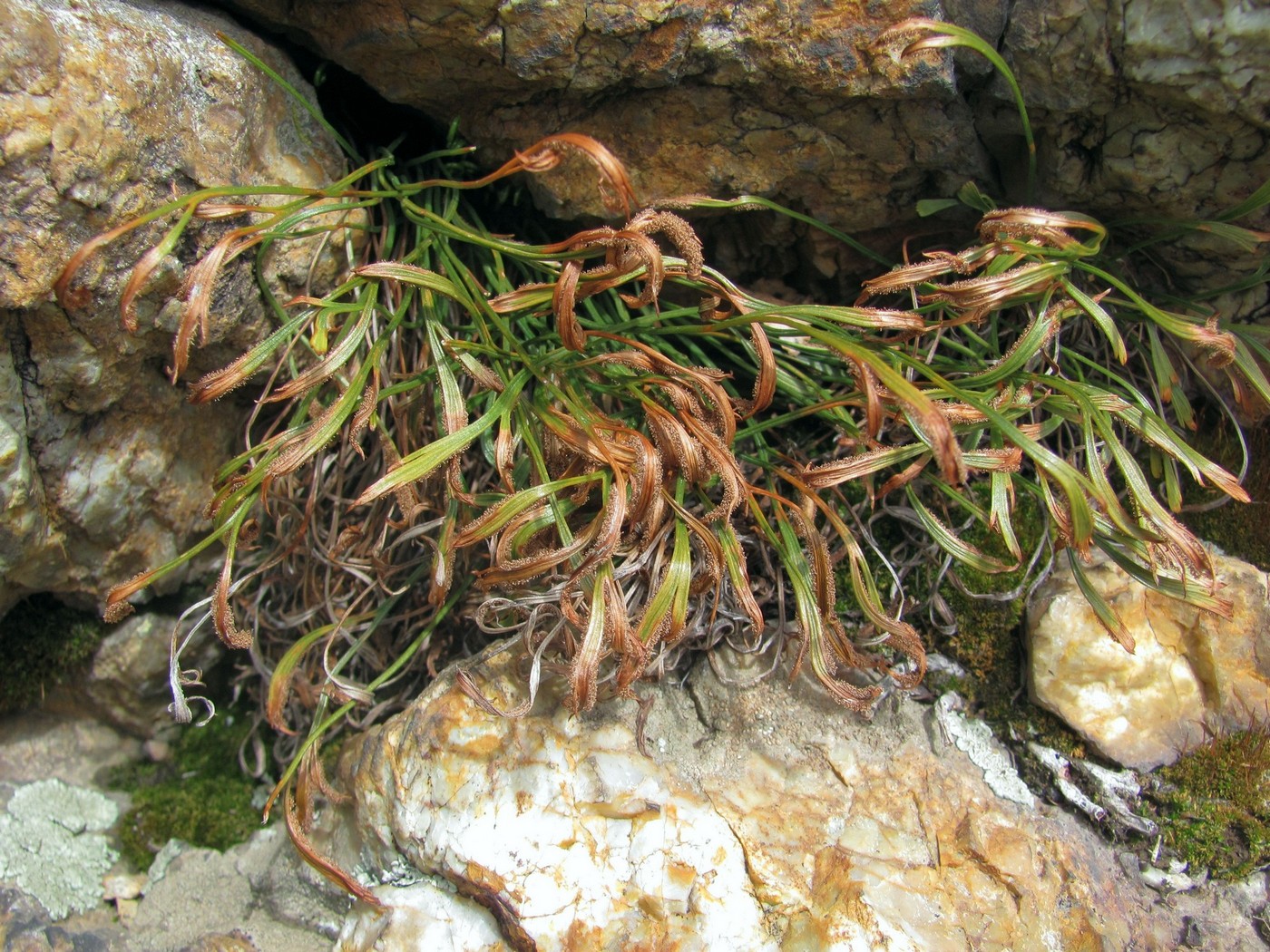 Image of Asplenium septentrionale specimen.