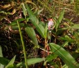 Persicaria amphibia. Цветущее растение. Тверская обл., Весьегонск, территория ЛПХ, берег р. Молога, отмель. 16 августа 2021 г.