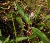 Persicaria amphibia