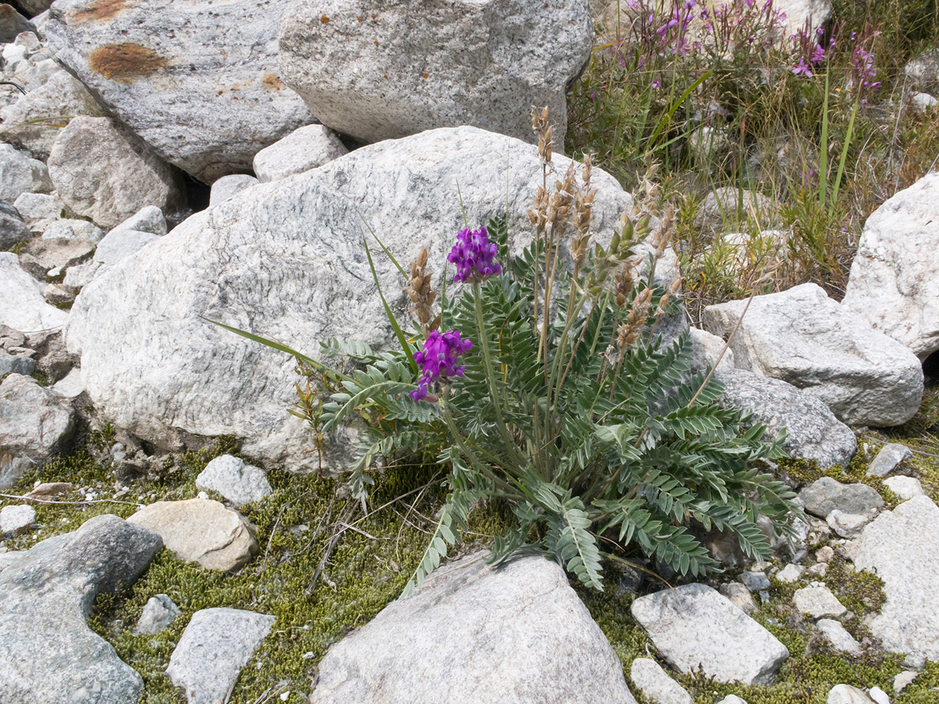 Image of Oxytropis owerinii specimen.