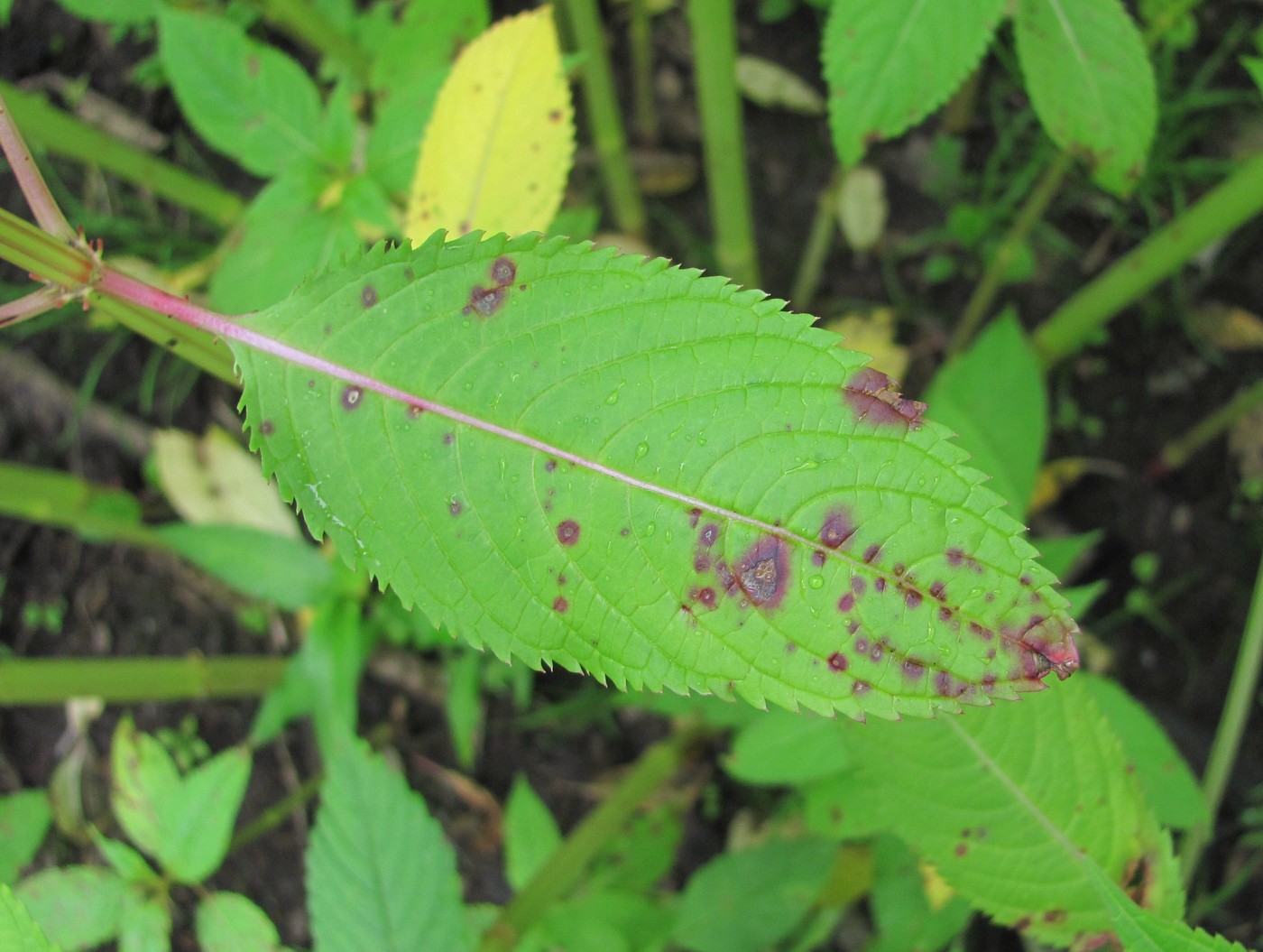 Image of Impatiens glandulifera specimen.