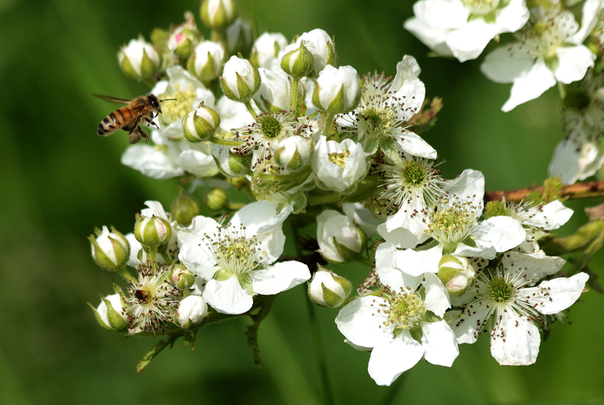 Изображение особи Rubus allegheniensis.