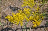 Galium verum