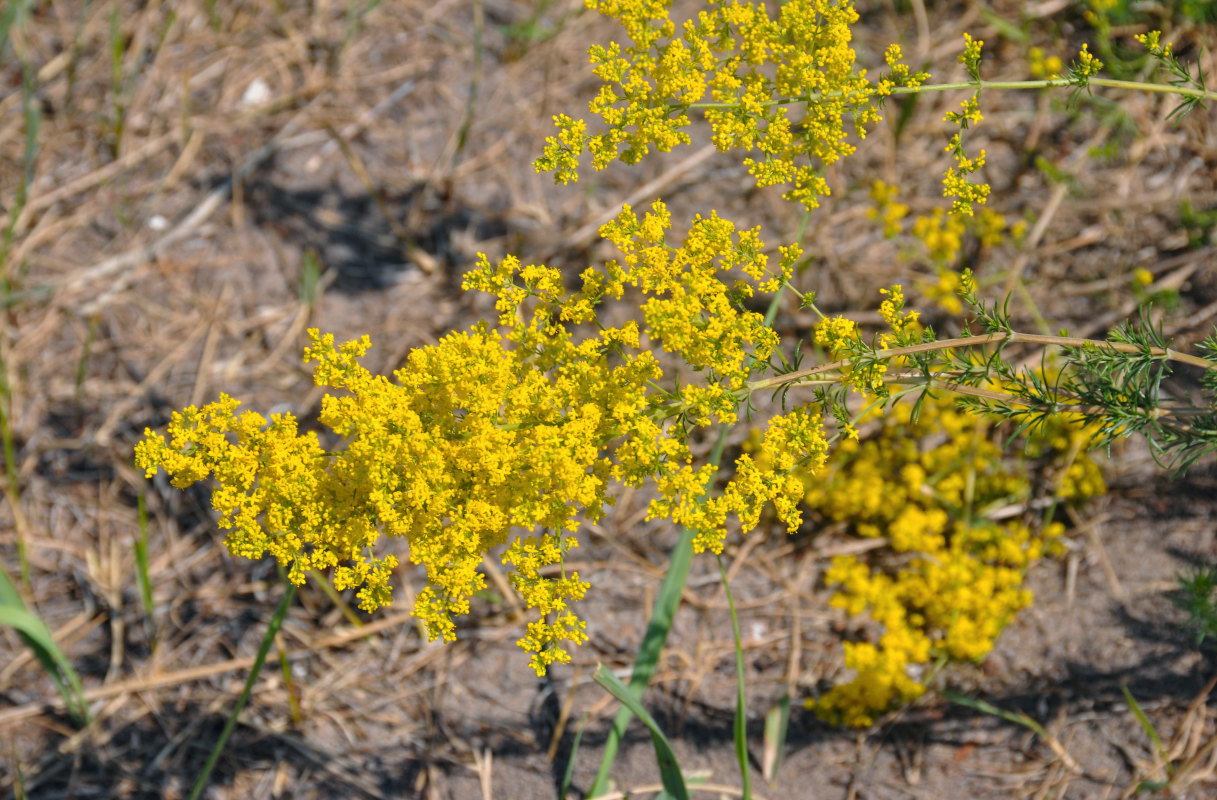 Изображение особи Galium verum.