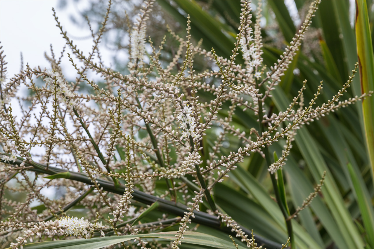 Изображение особи Cordyline australis.