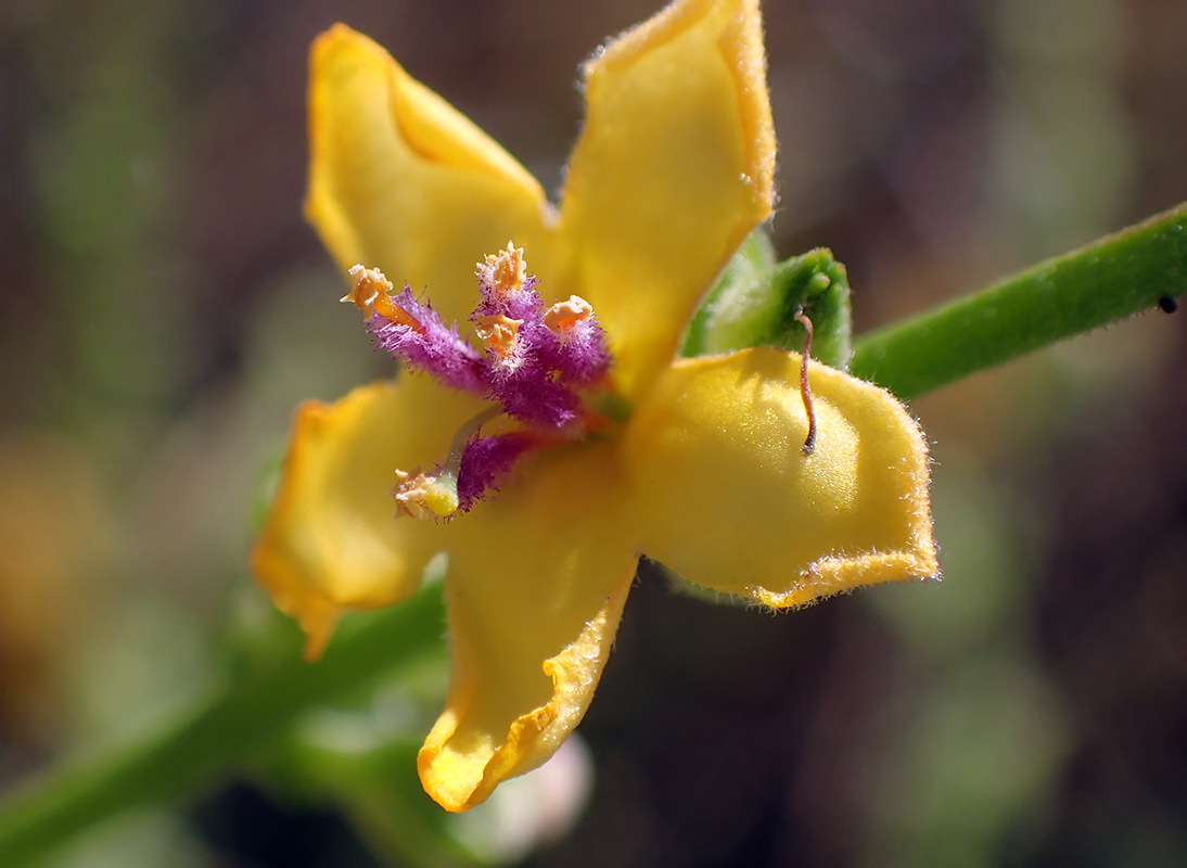 Изображение особи Verbascum chaixii.