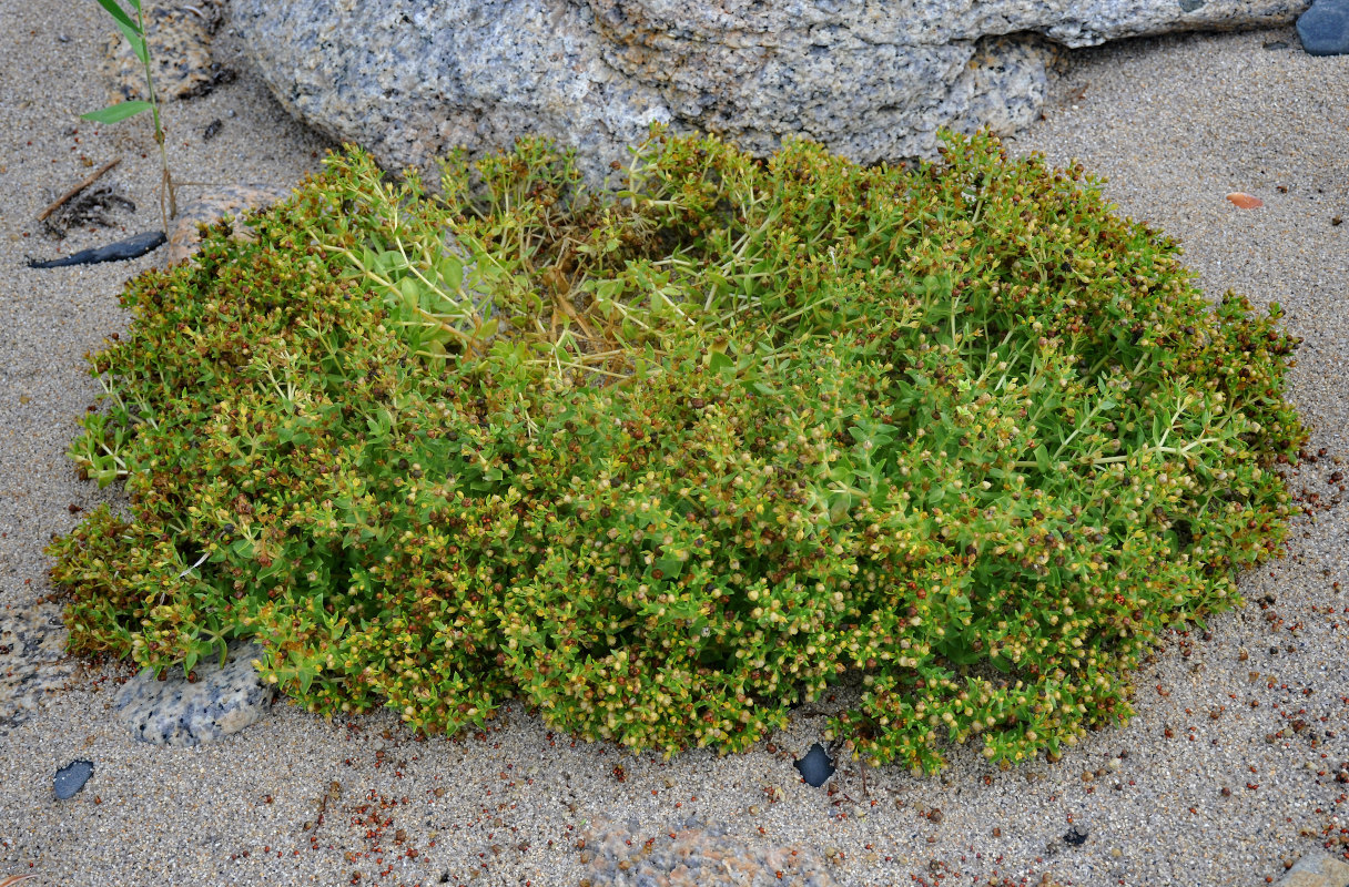 Image of Honckenya peploides ssp. major specimen.