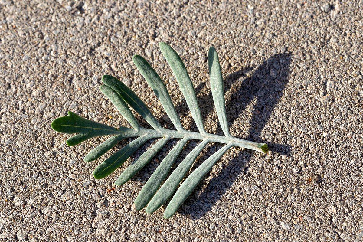 Image of Lavandula pinnata specimen.