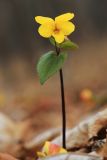 Viola orientalis. Цветущее растение. Приморский край, окр. г. Находка, в дубовом лесу. 03.05.2022.