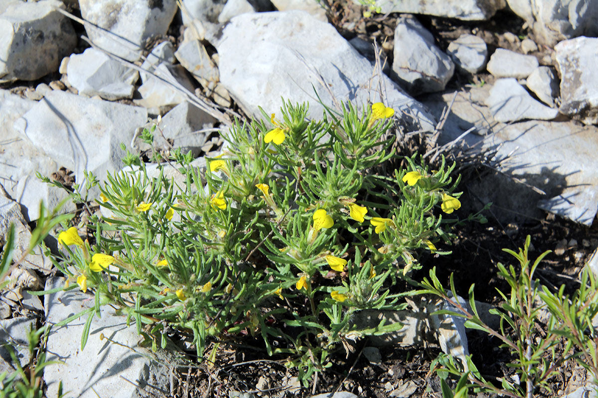 Image of Ajuga chia specimen.