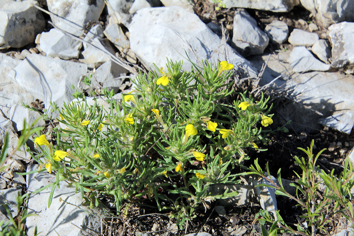 Image of Ajuga chia specimen.