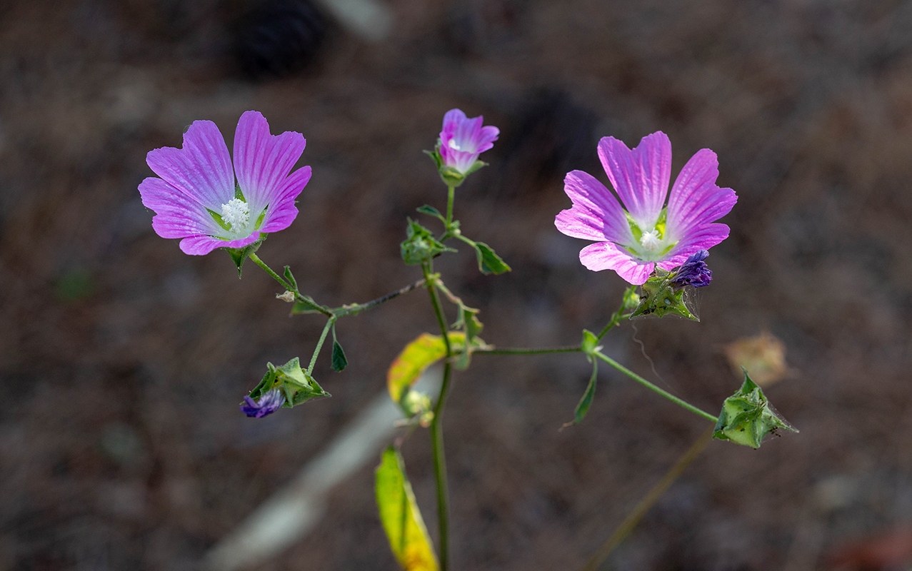 Image of genus Malva specimen.