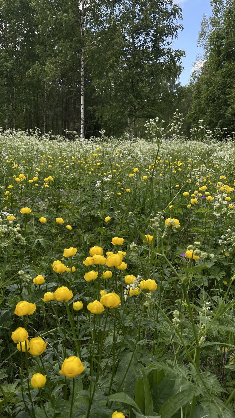 Изображение особи Trollius europaeus.