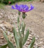 Centaurea depressa