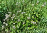 Clematis integrifolia