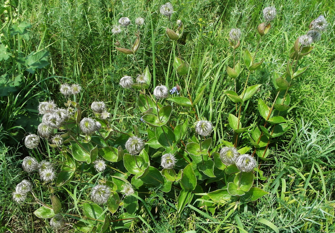 Image of Clematis integrifolia specimen.