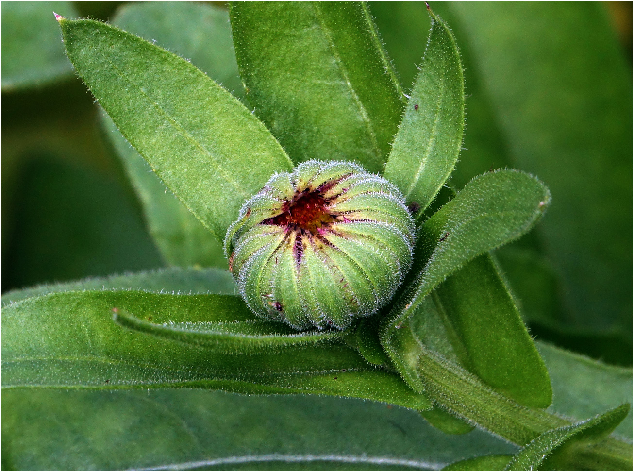 Image of Calendula officinalis specimen.