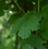 Viburnum opulus