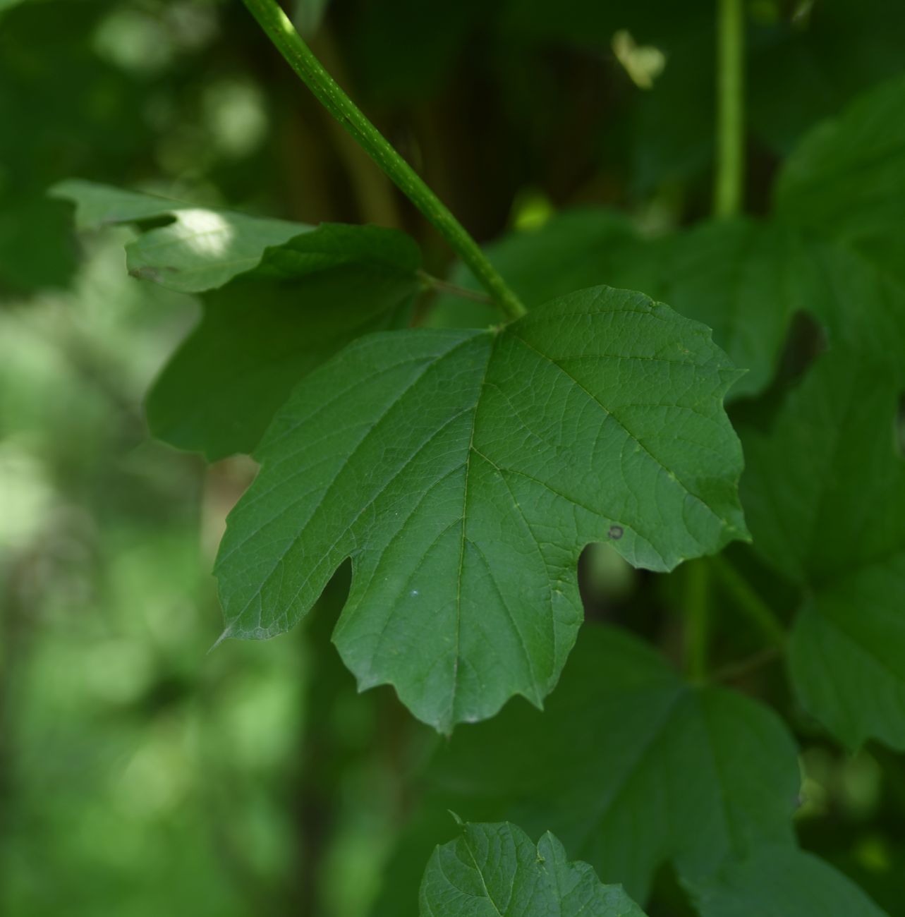 Изображение особи Viburnum opulus.