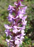 Gymnadenia conopsea