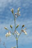 Silene nutans