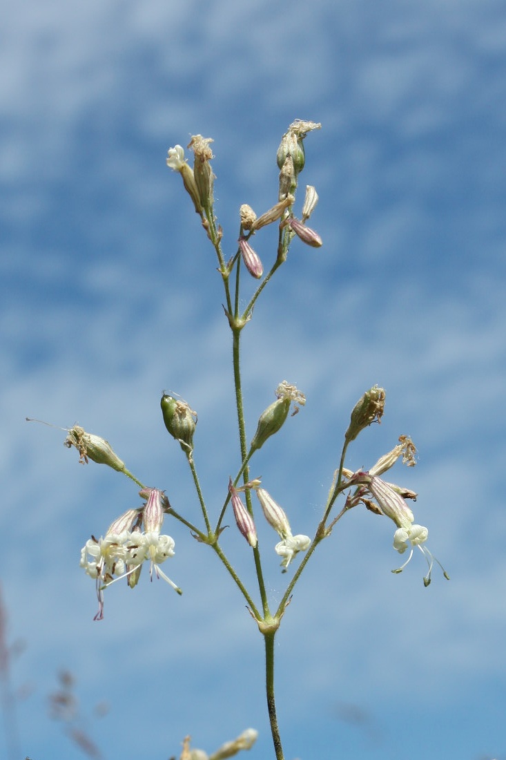 Image of Silene nutans specimen.