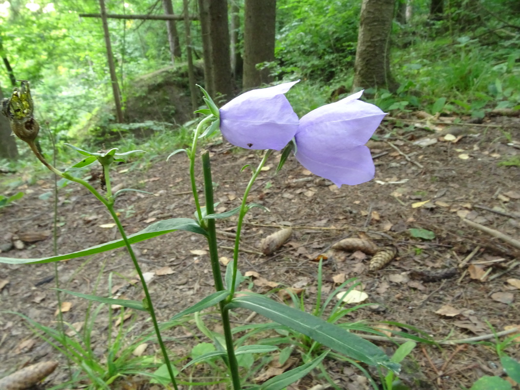 Image of Campanula persicifolia specimen.