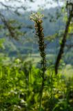 род Pedicularis