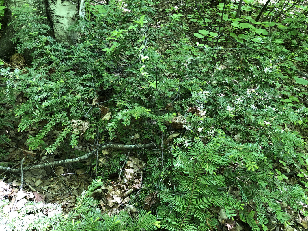 Image of Taxus cuspidata specimen.