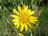 Tragopogon podolicus
