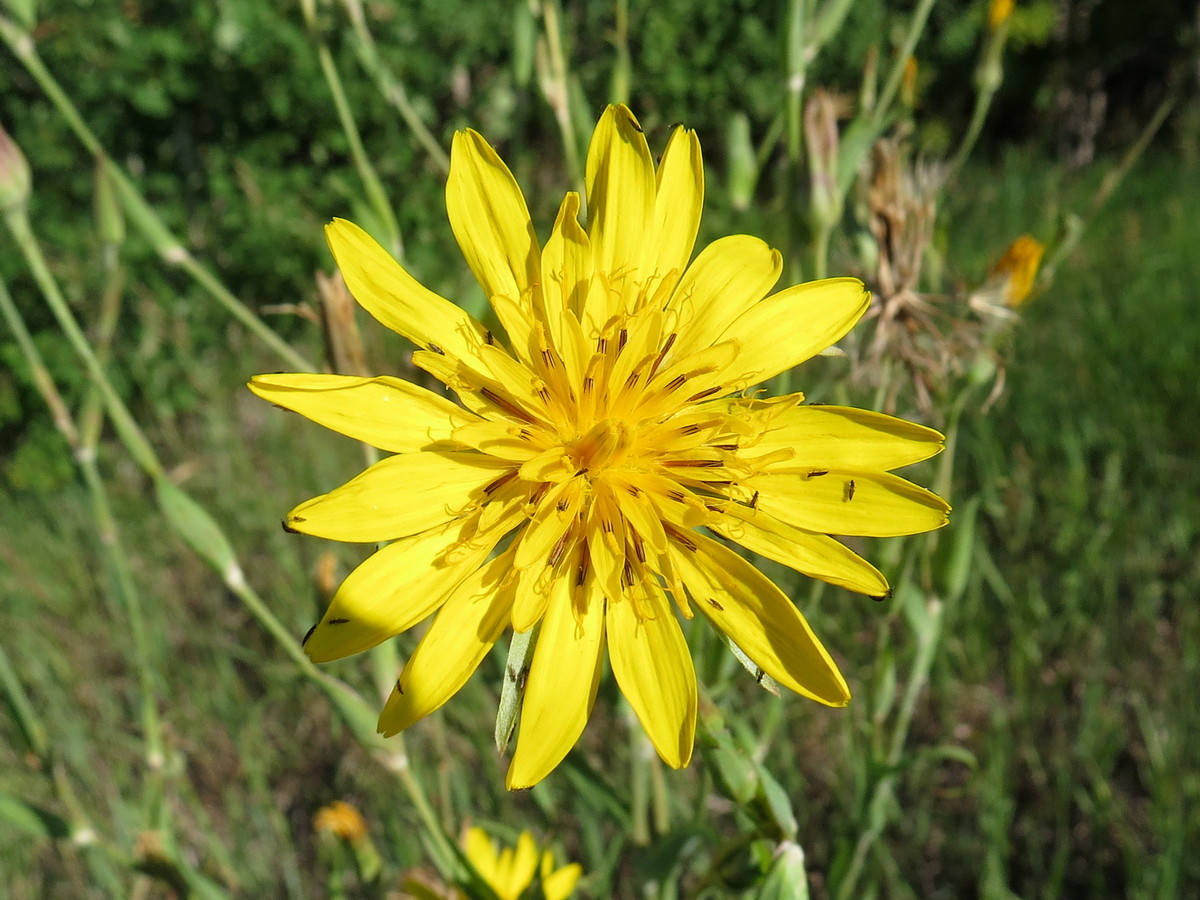 Image of Tragopogon podolicus specimen.