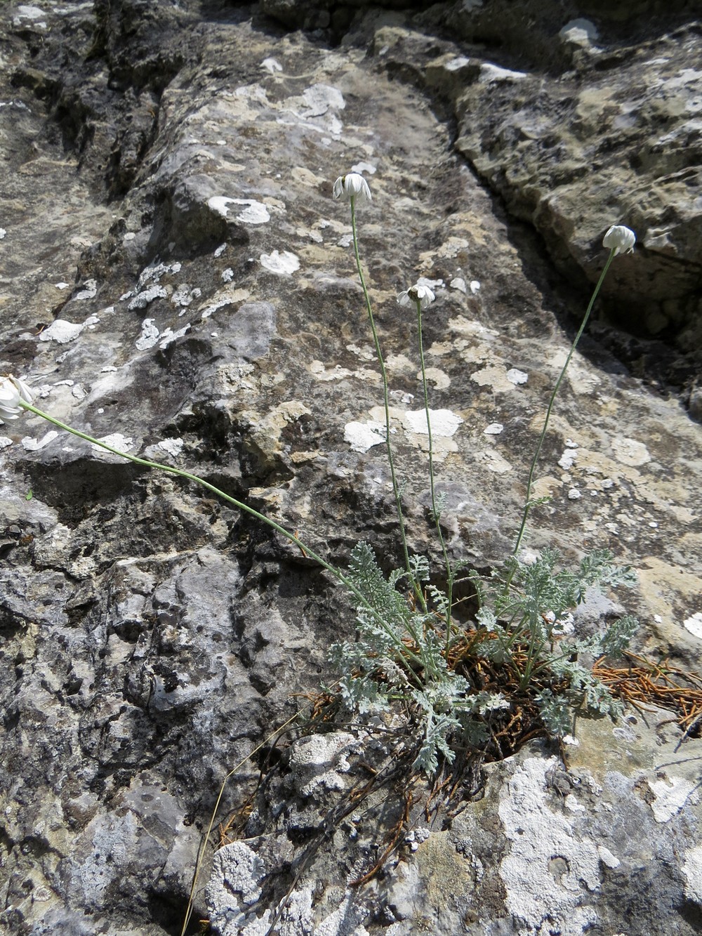 Image of Richteria pyrethroides specimen.