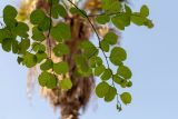 Bauhinia galpinii