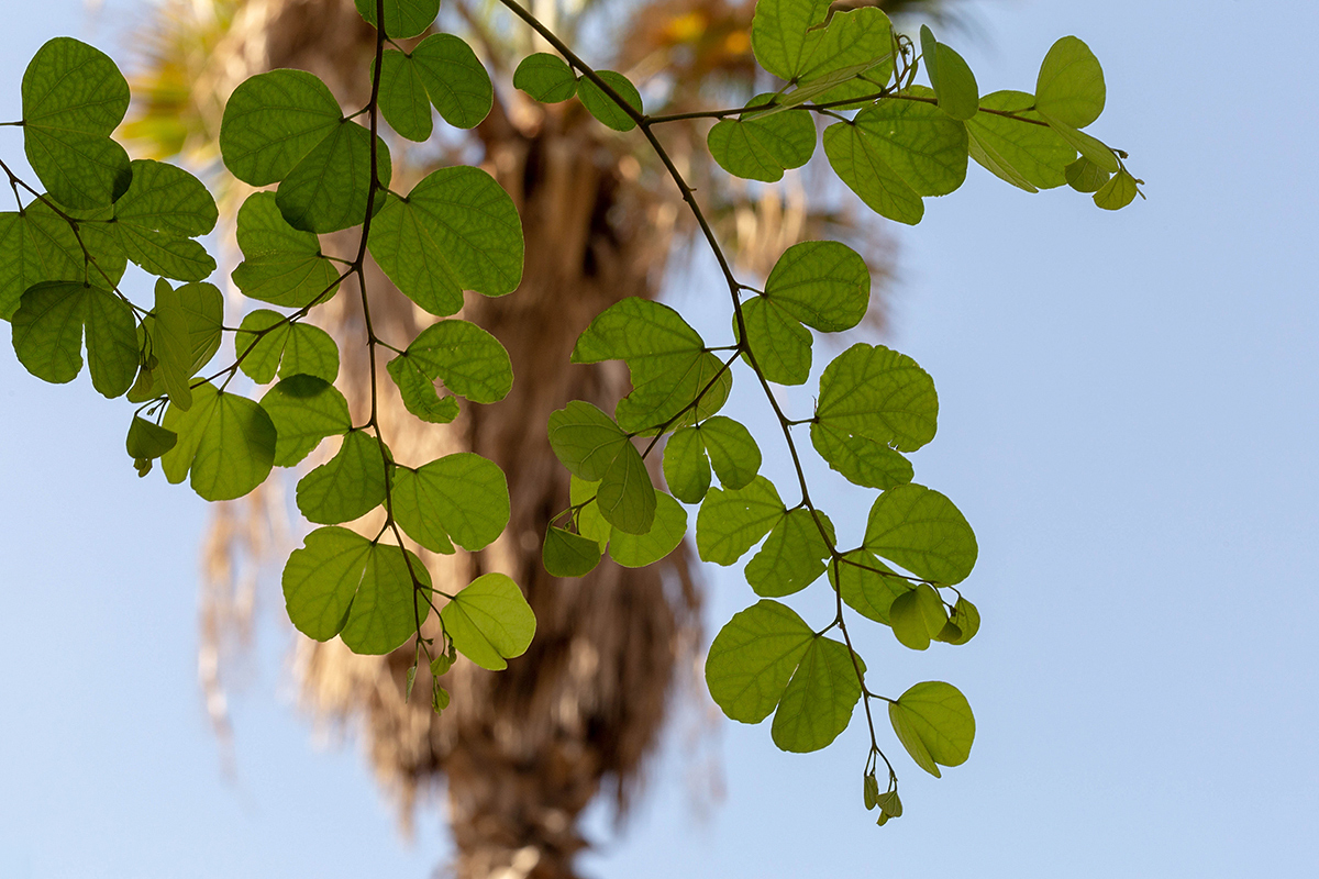 Image of Bauhinia galpinii specimen.