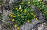 genus Potentilla. Цветущее растение (рядом видны цветущие Pyrethrum). Дагестан, Гунибский р-н, с. Гамсутль, ≈ 1400 м н.у.м., каменистый участок лугового склона. 29.07.2022.