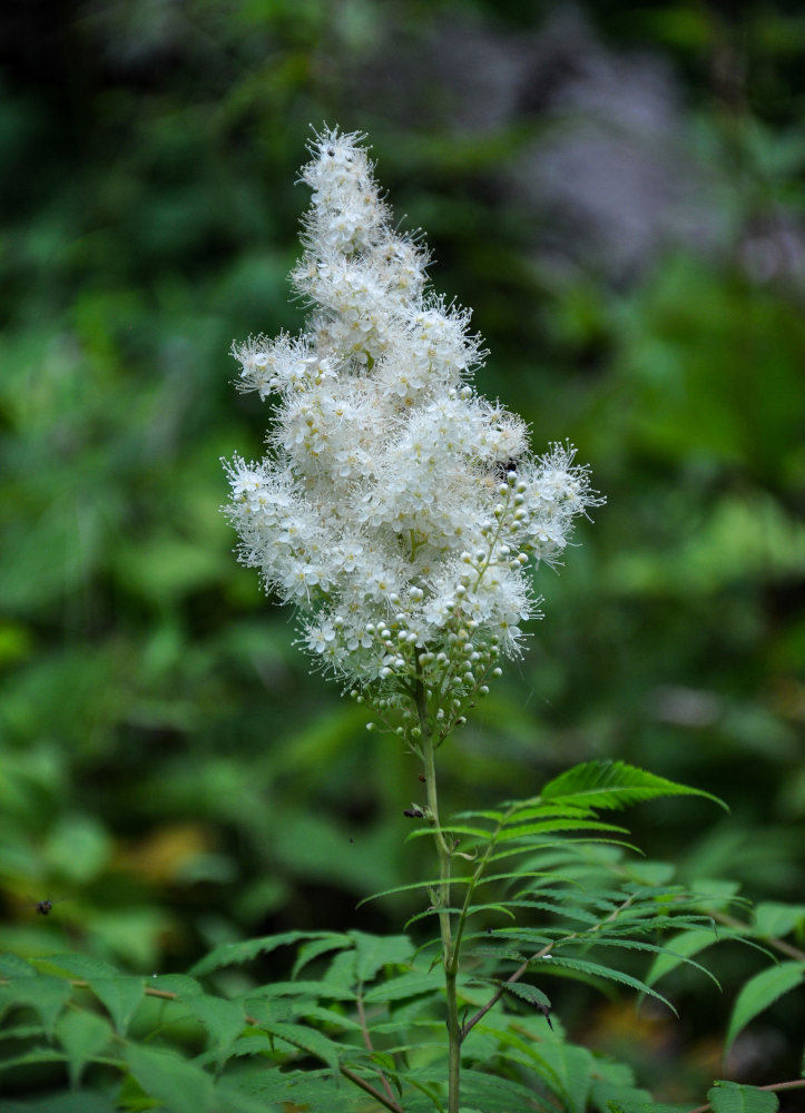 Image of Sorbaria sorbifolia specimen.