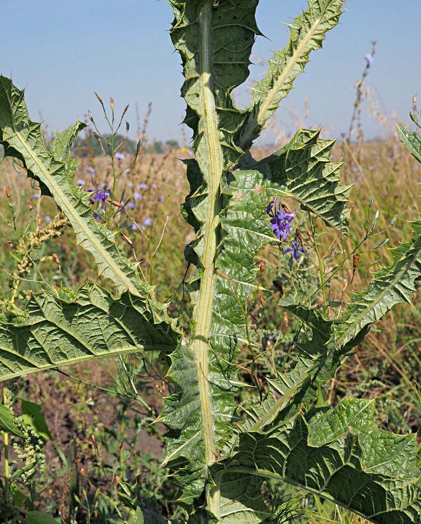 Image of Onopordum acanthium specimen.