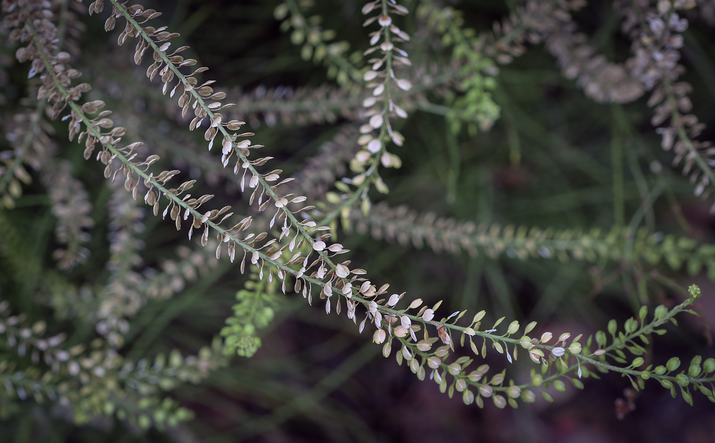 Image of Lepidium densiflorum specimen.