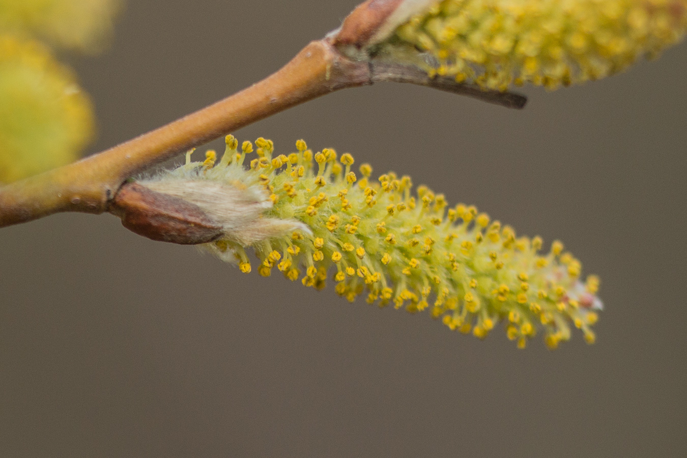 Image of genus Salix specimen.