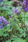 Corydalis solida